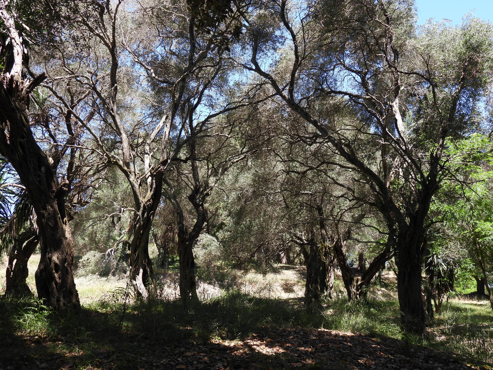 Olea europea
