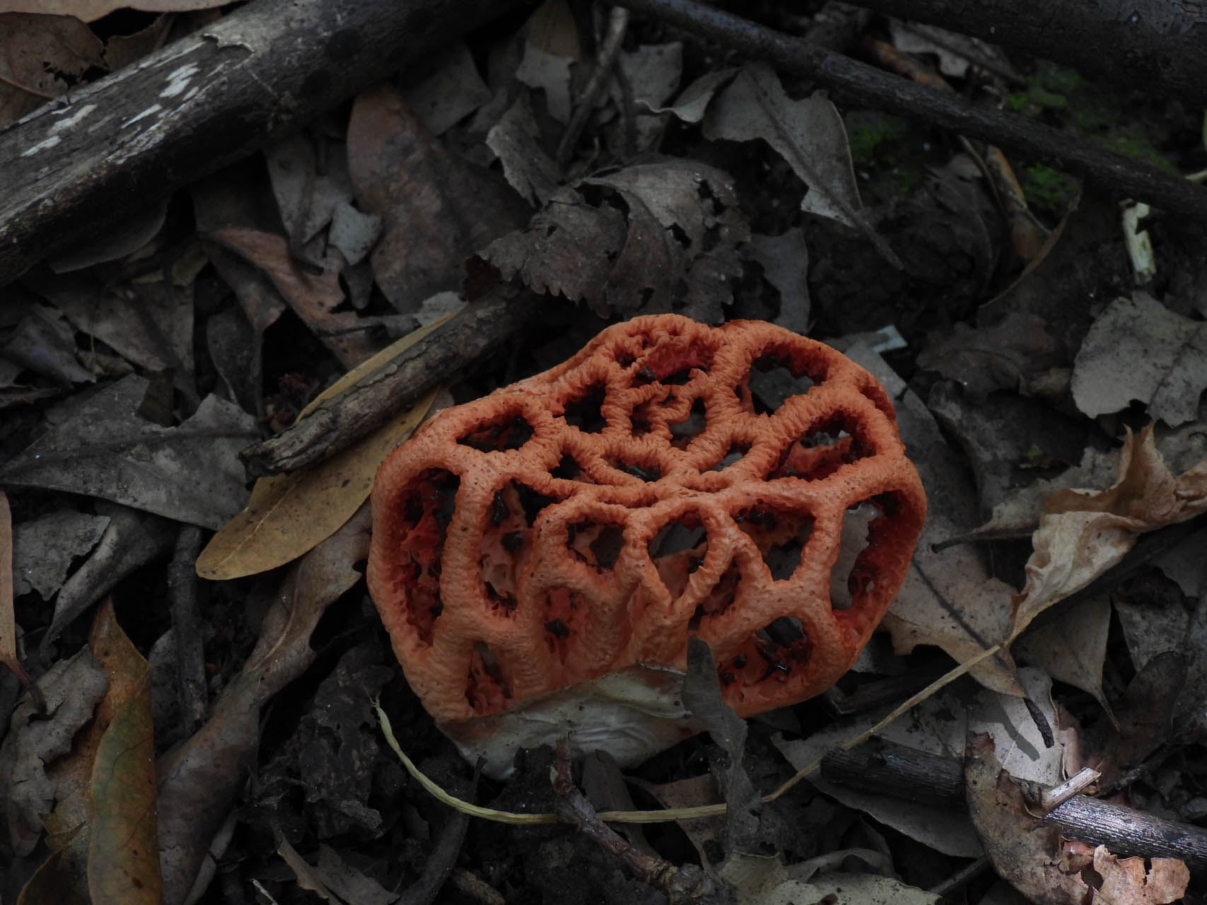 Clathrus sp.
