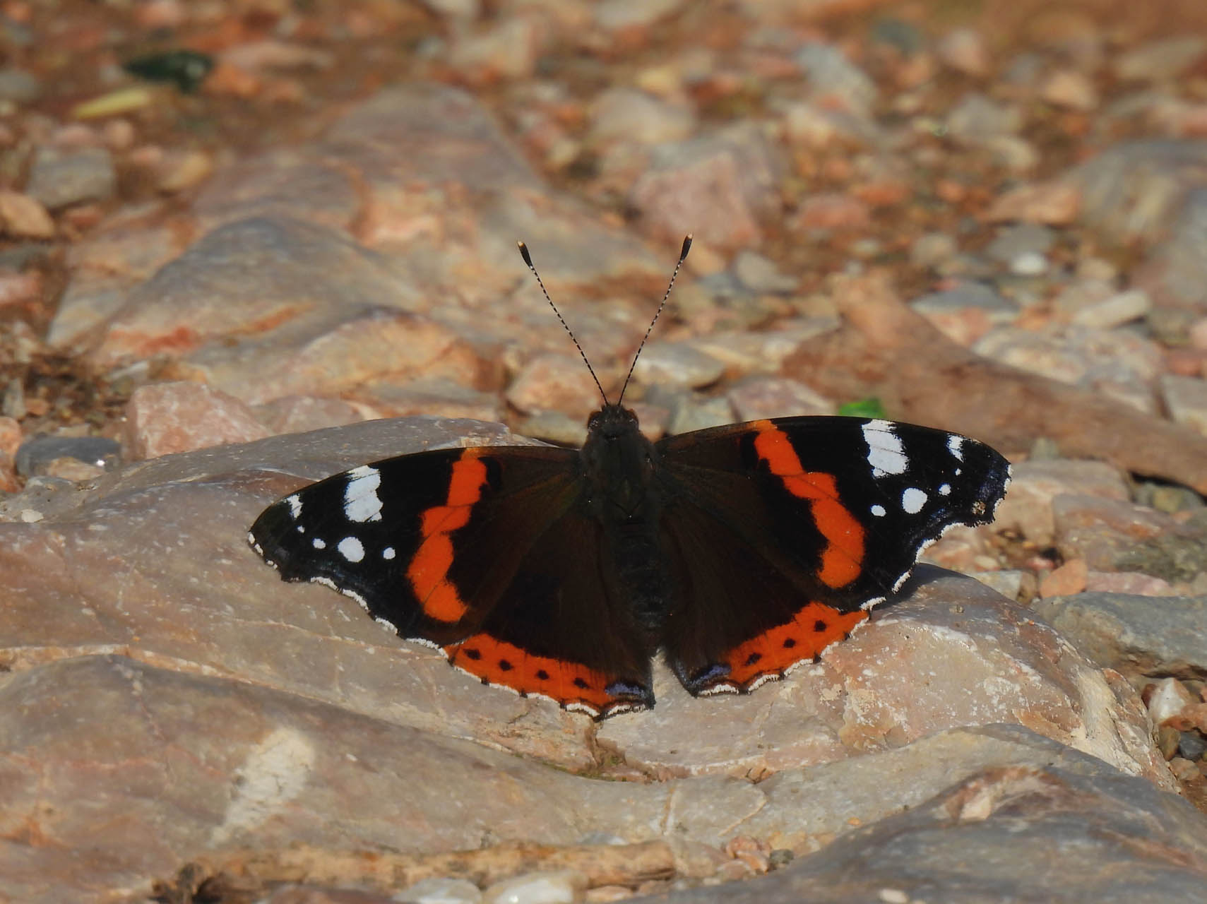 Vanessa atalanta