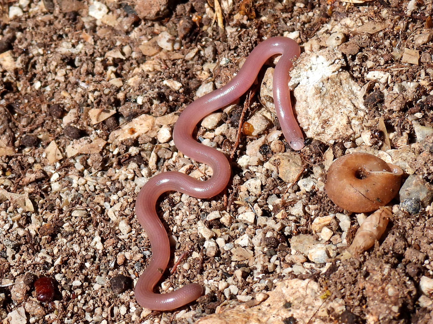 Xerotyphlops vermicularis