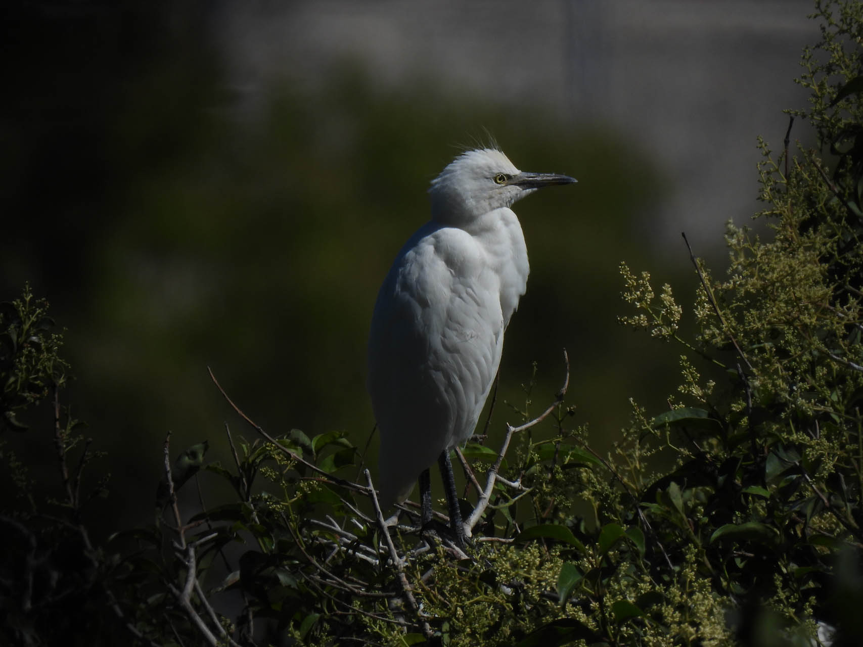 Bubulcus ibis