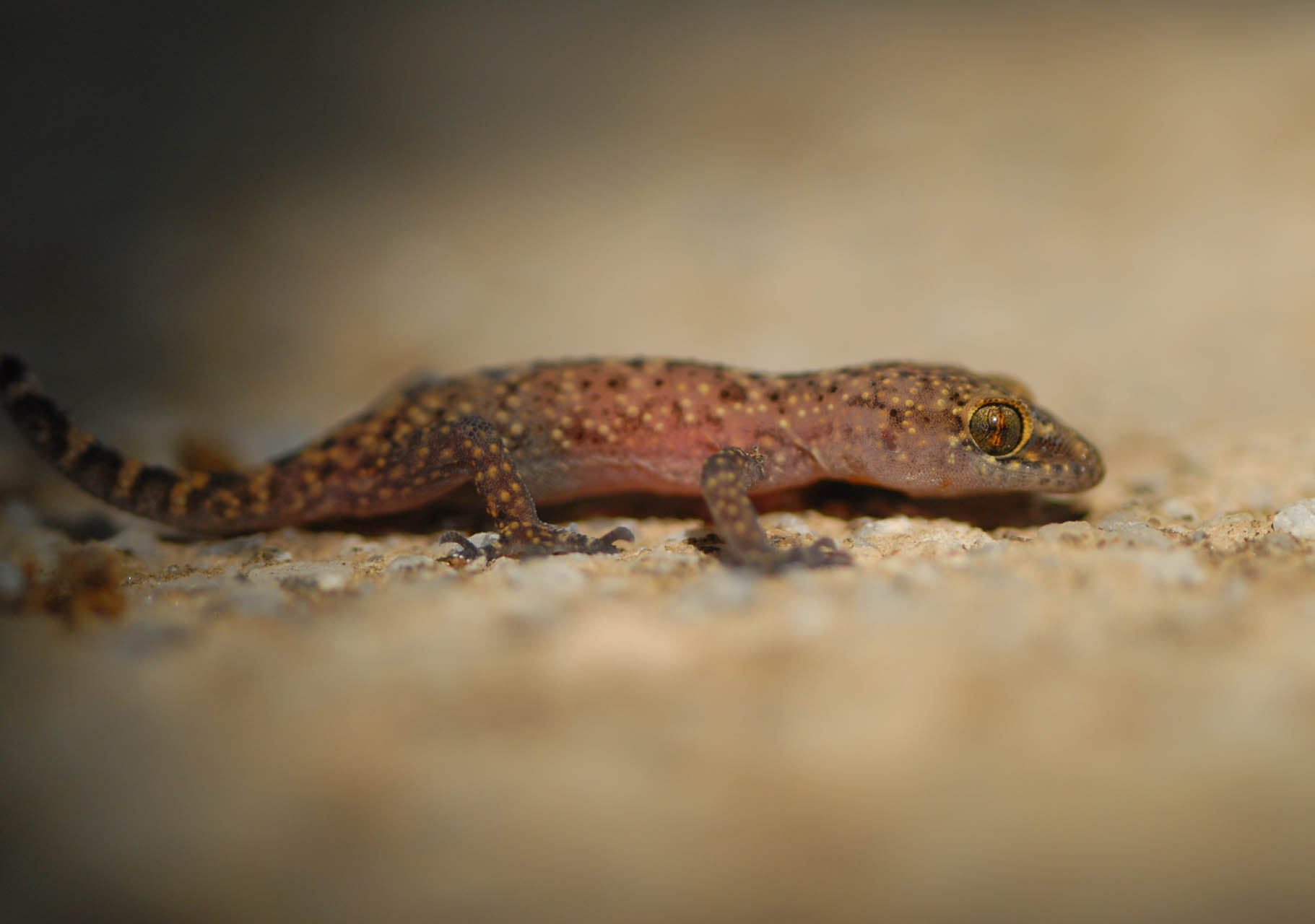 Hemidactylus turcicus