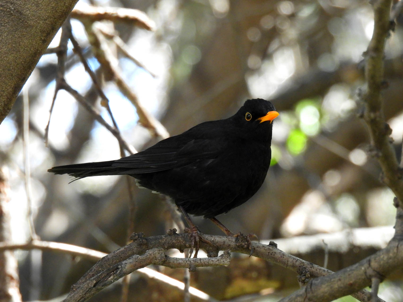Turdus merula