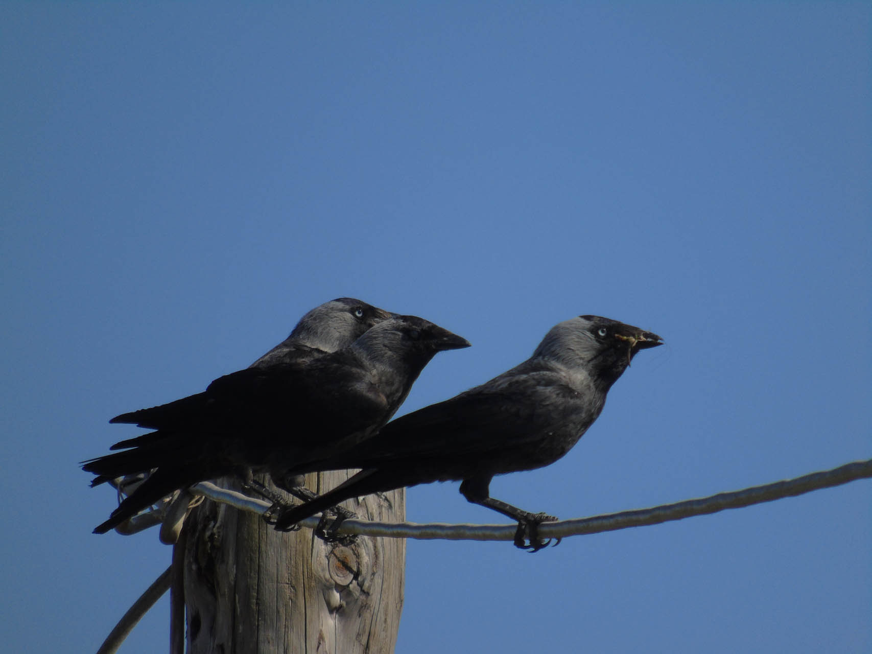 Corvus monedula