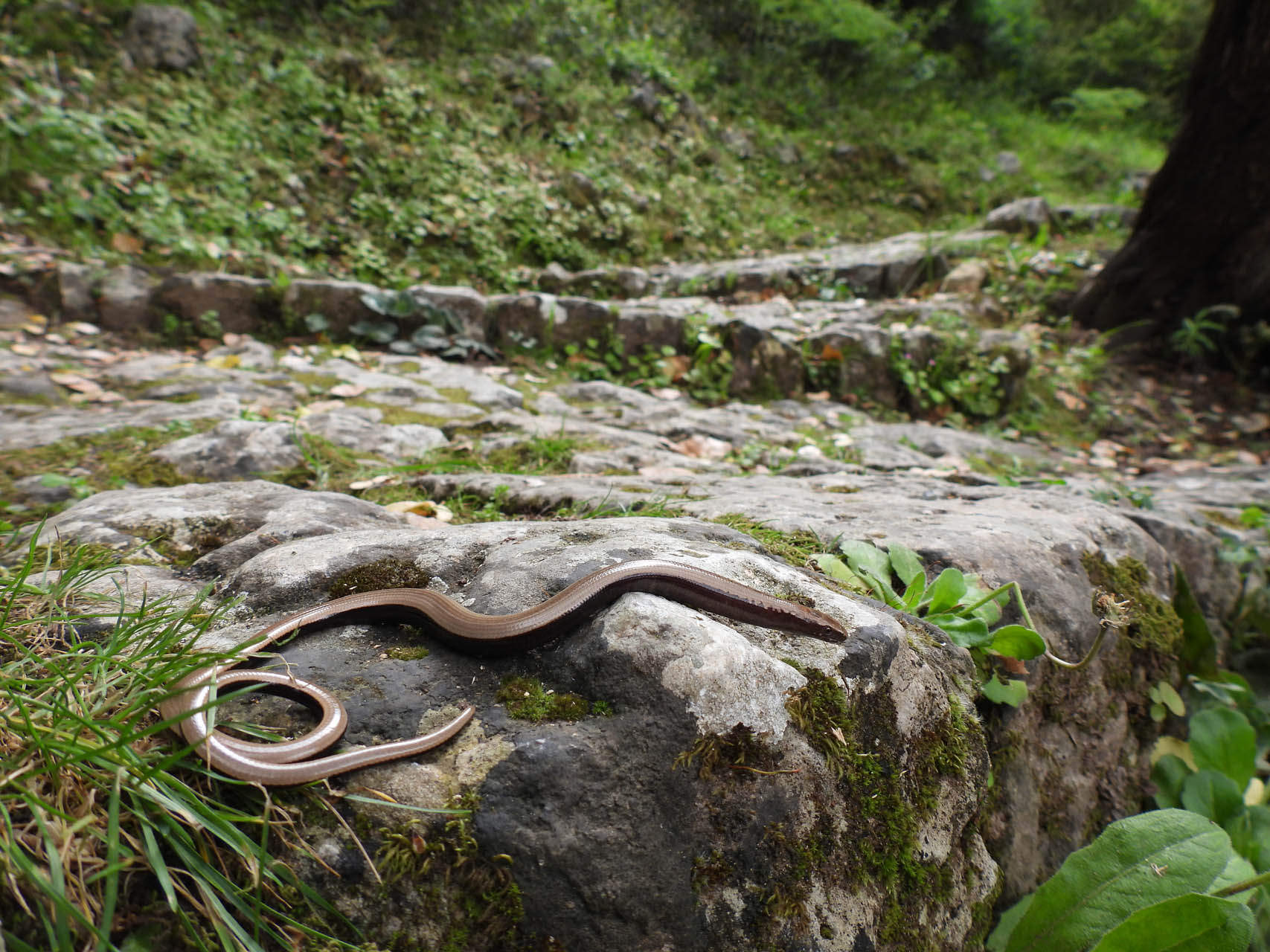 Anguis cephallonica