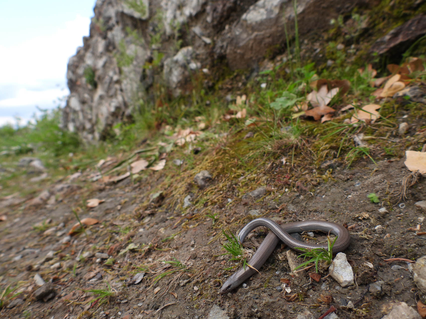 Ophiomorus punctatissimus