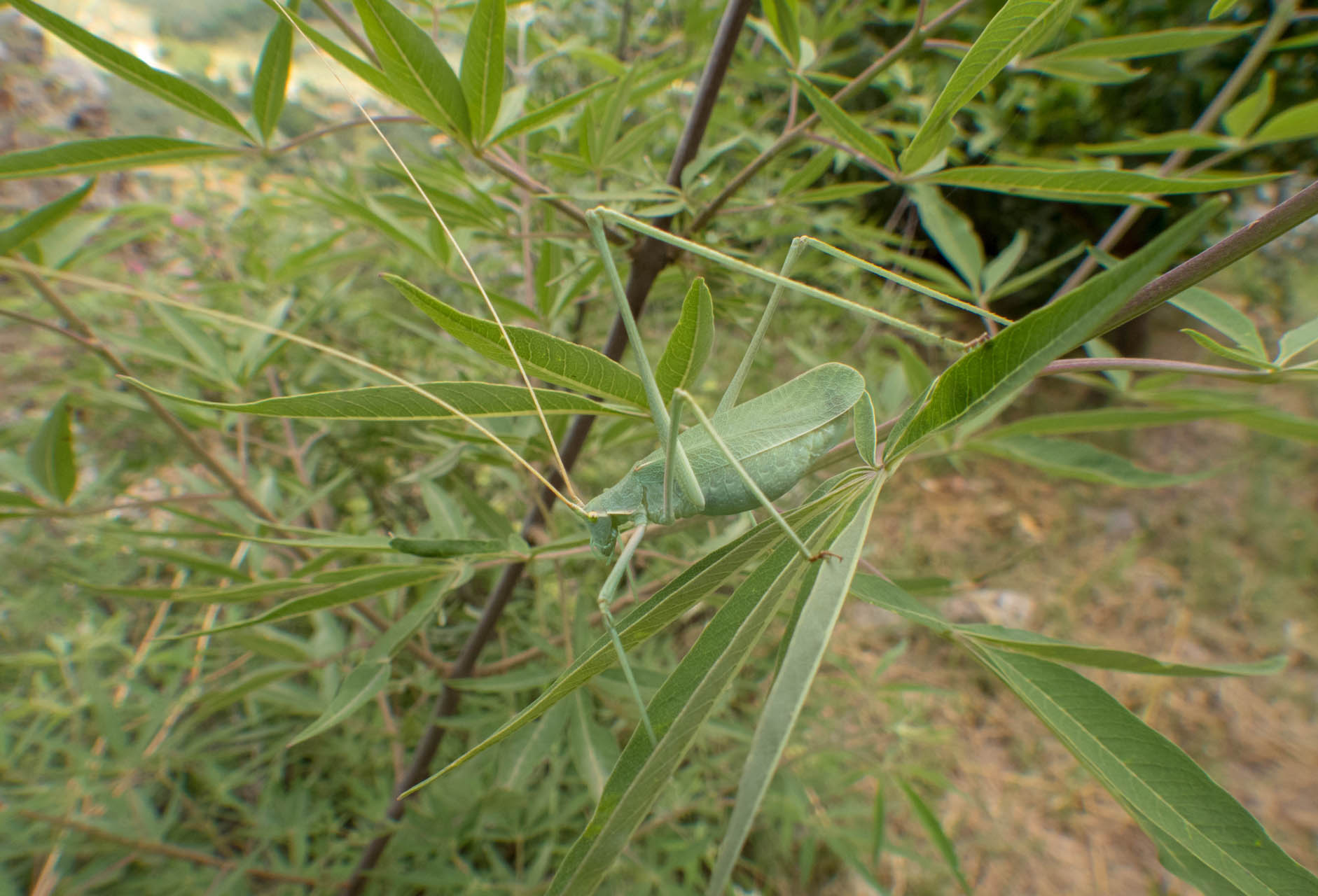 Acrometopa sp.