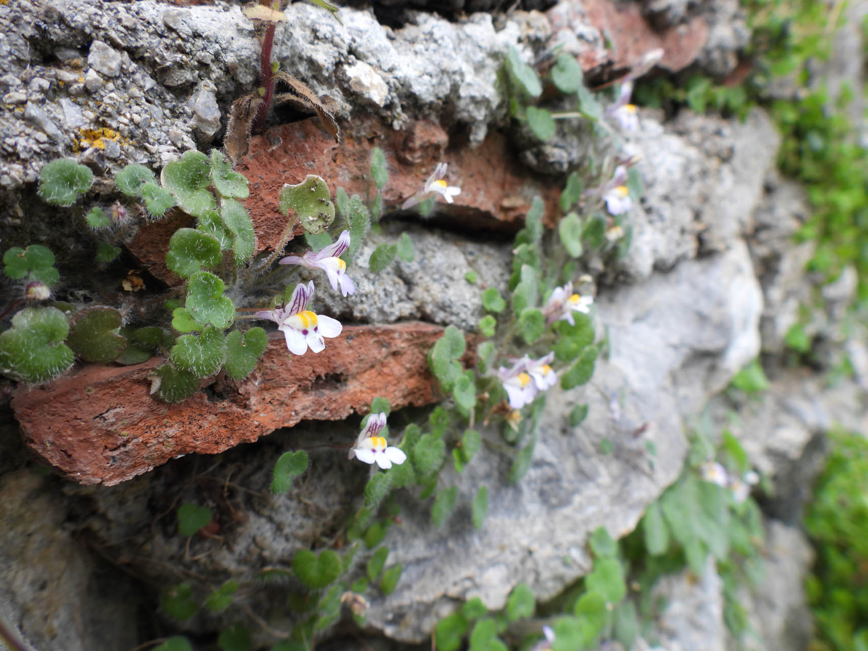 Cymbalaria microcalyx microcalyx