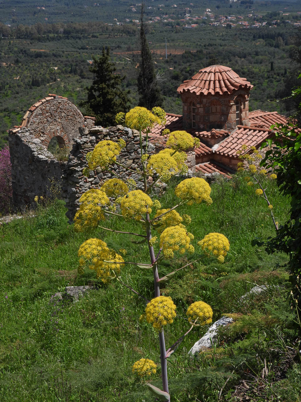 Ferula communis