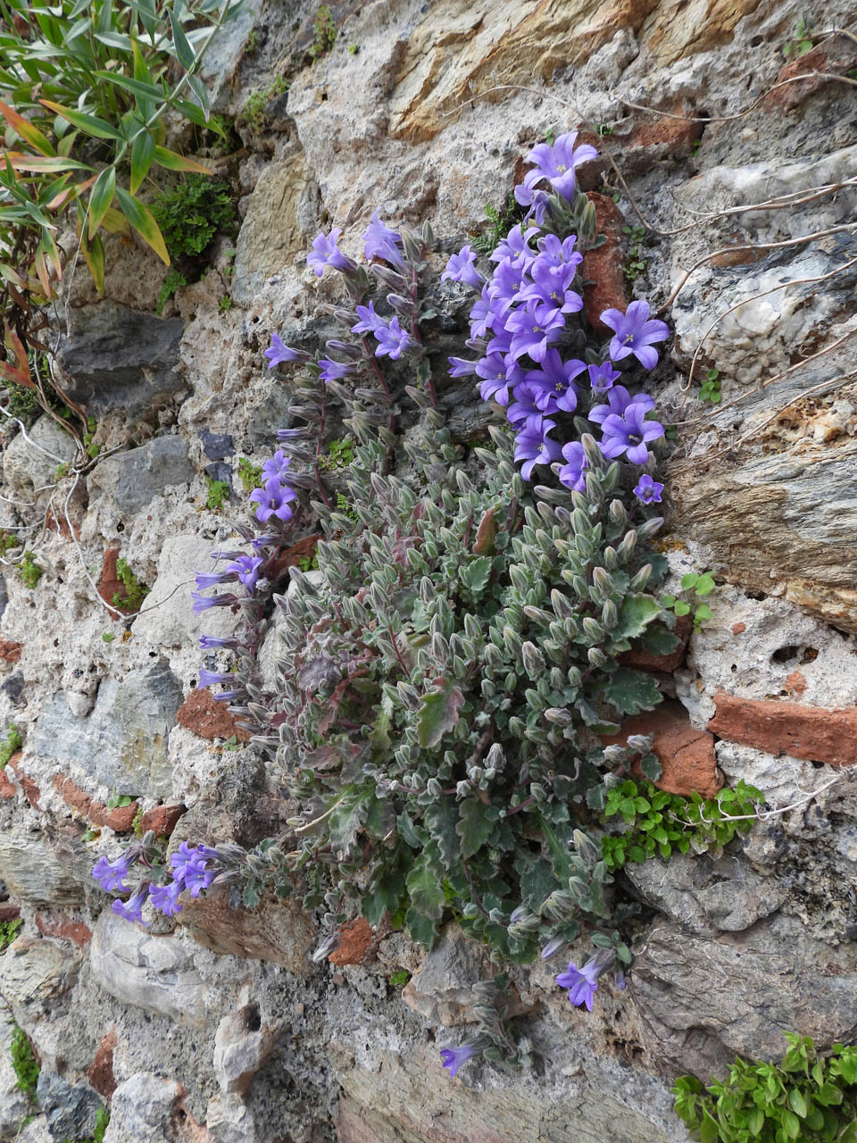 Campanula sp.