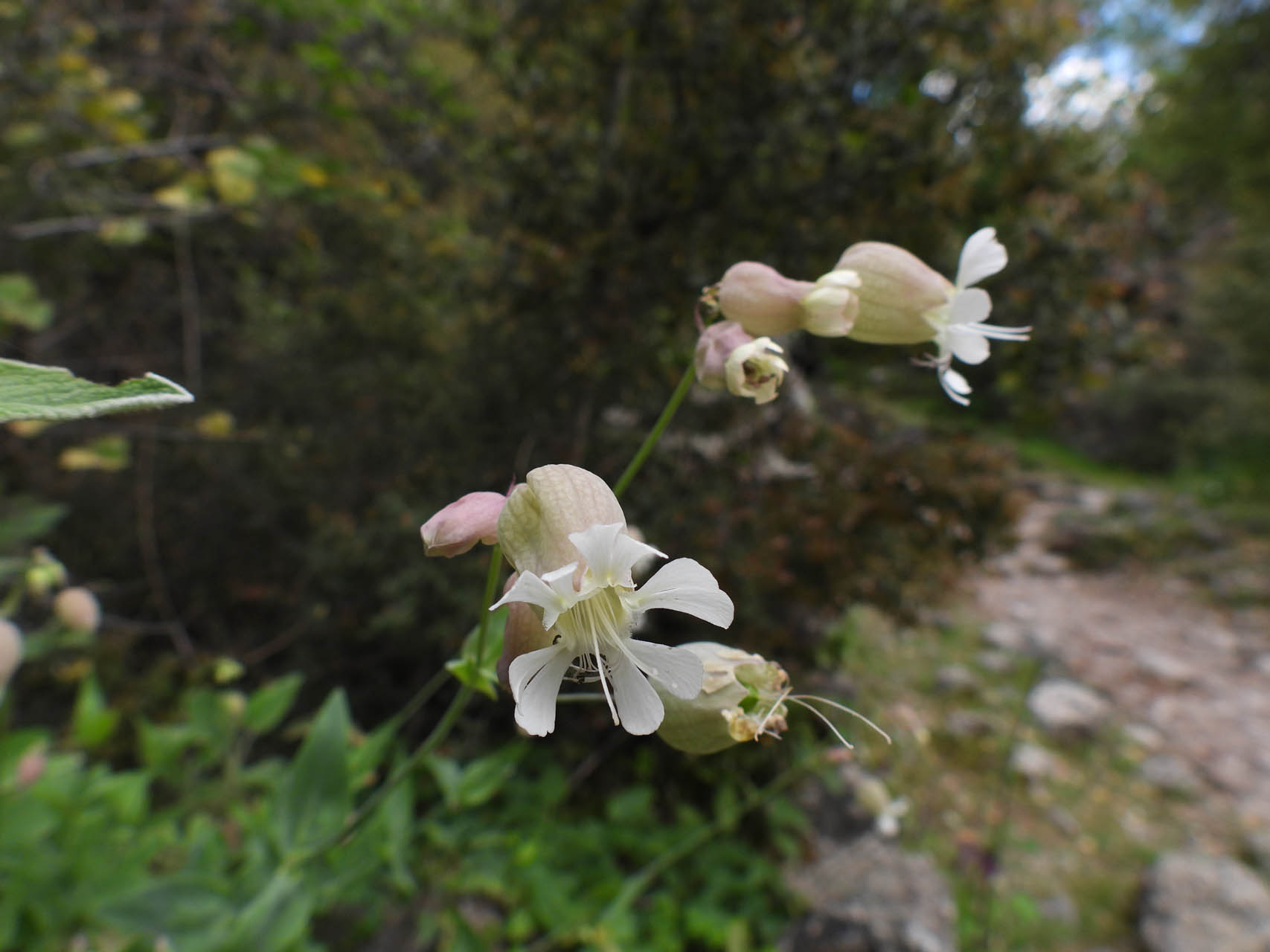 Silene sp.