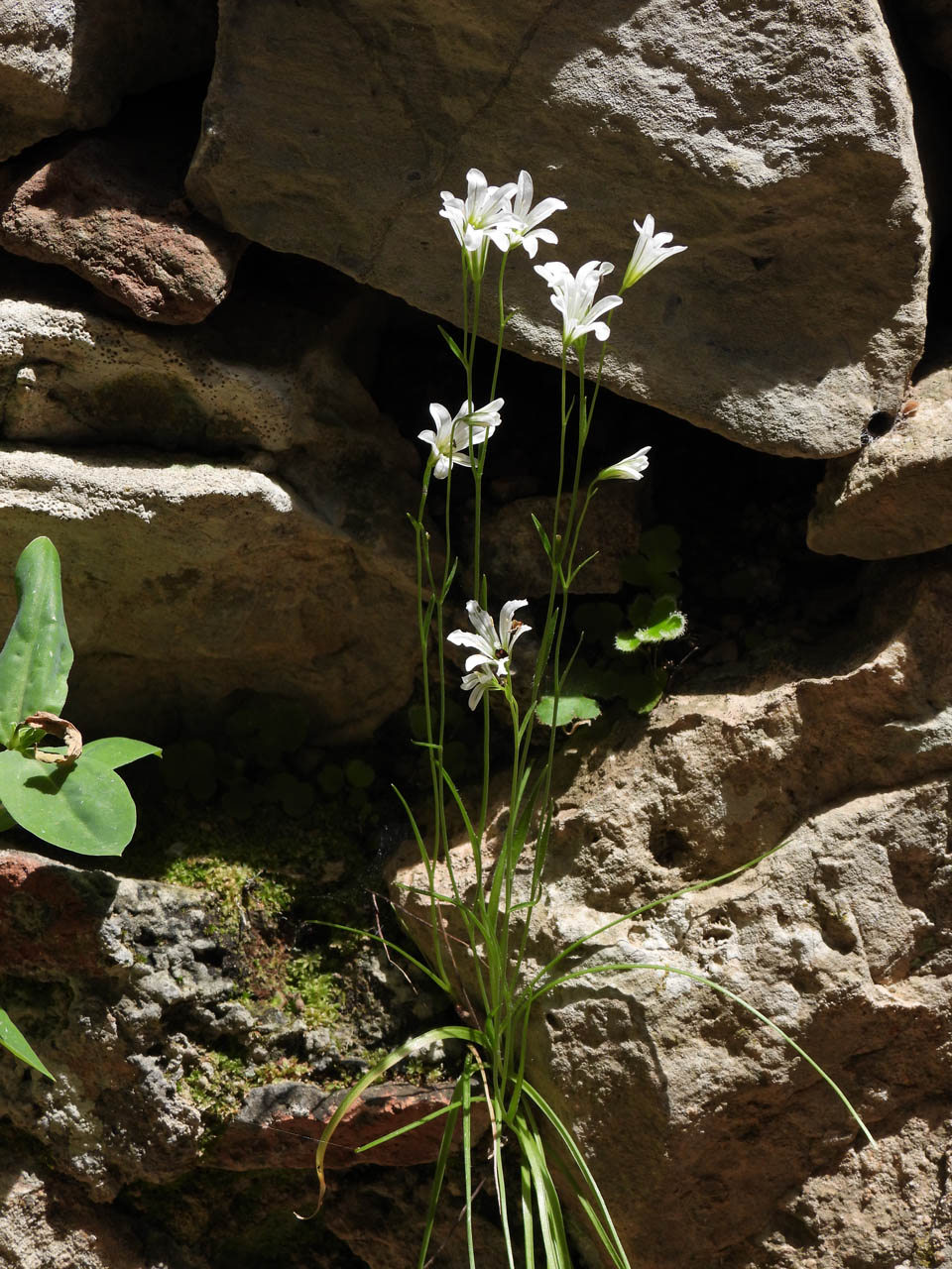 Gagea sp.