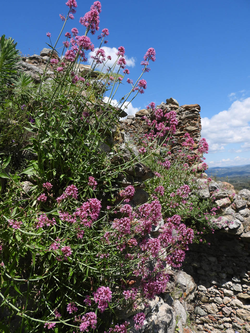 Centranthus ruber