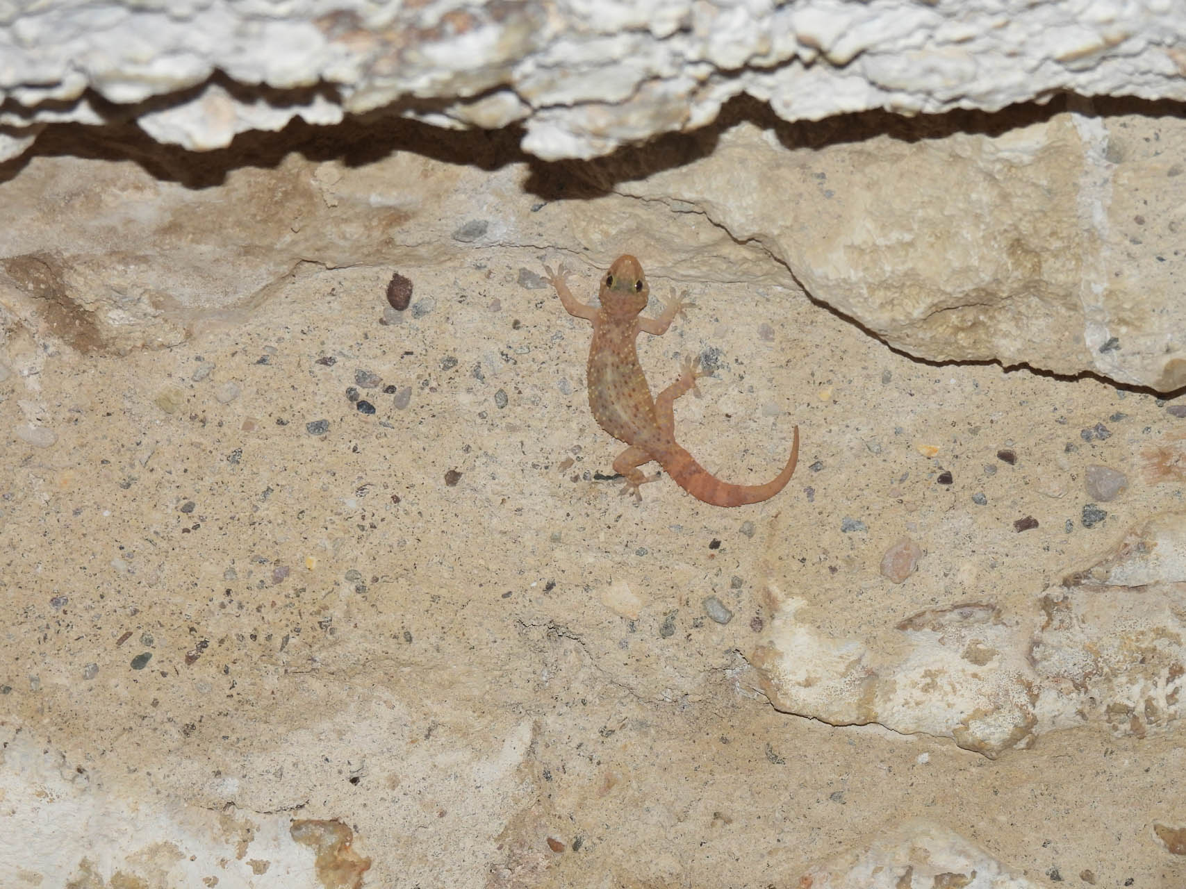 Hemidactylus turcicus