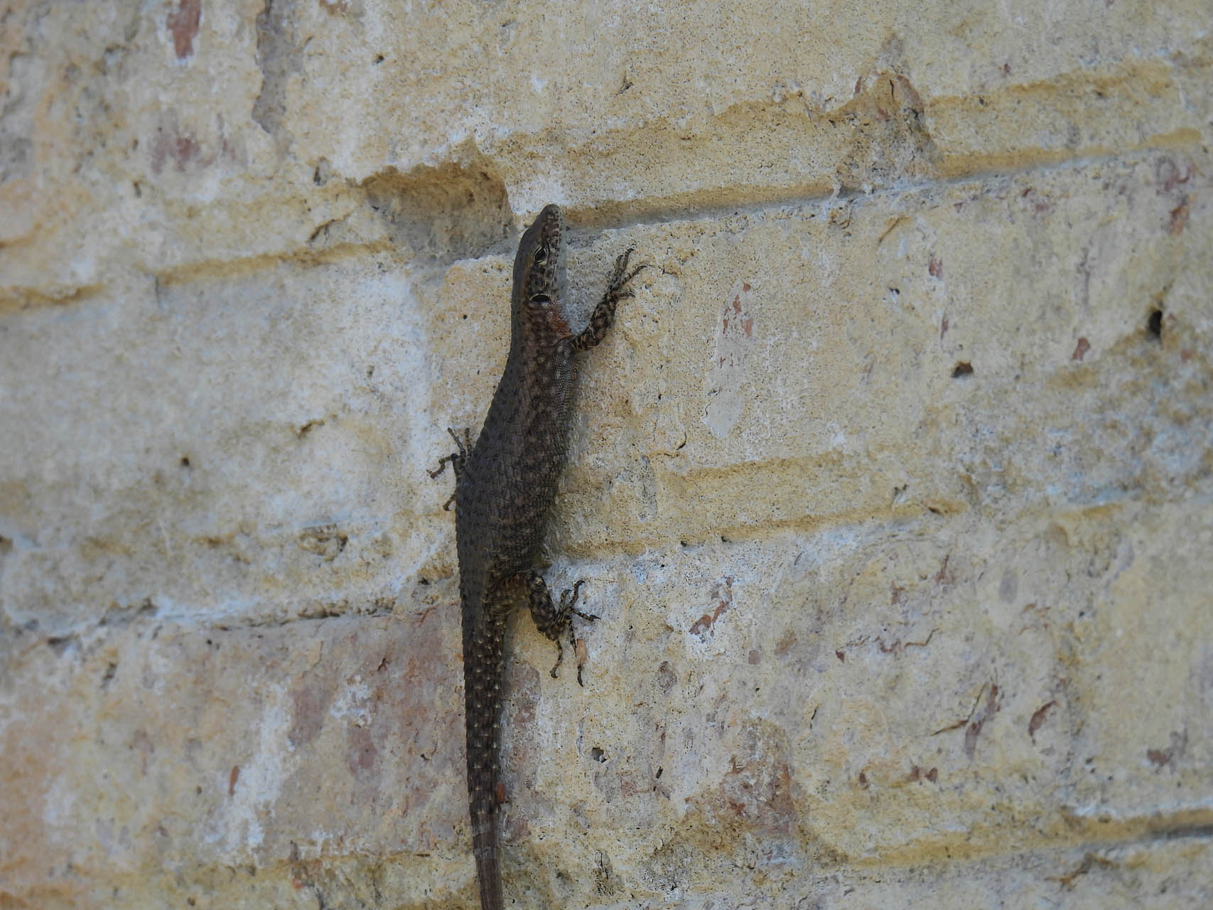Algyroides nigropunctatus