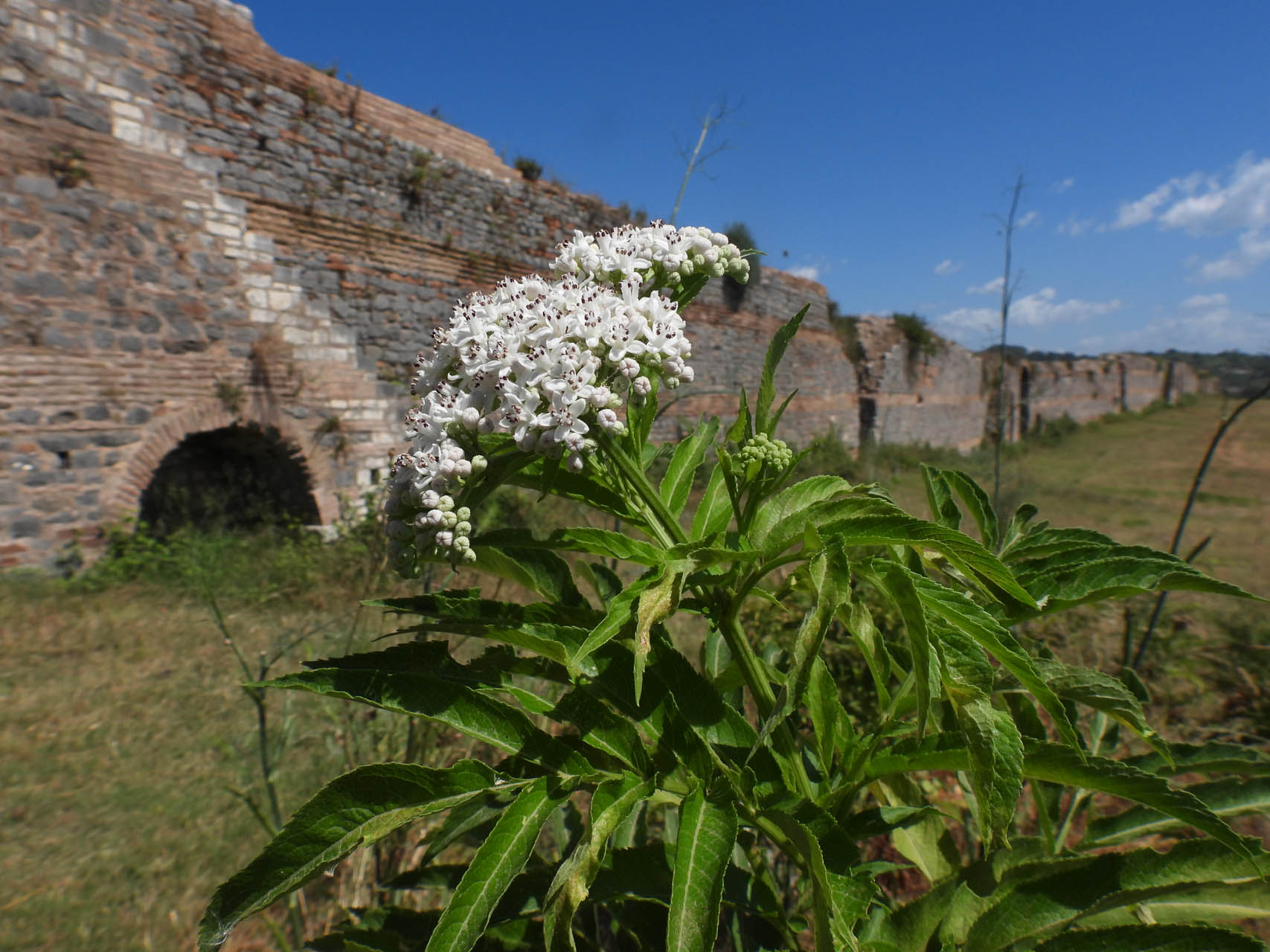 Sambucus ebulus