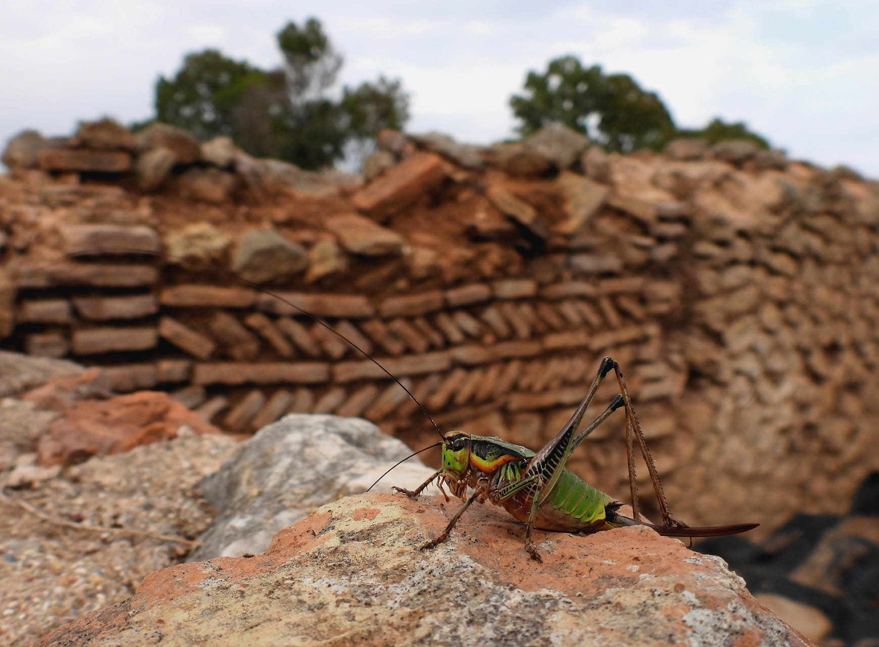 Eupholidoptera sp.