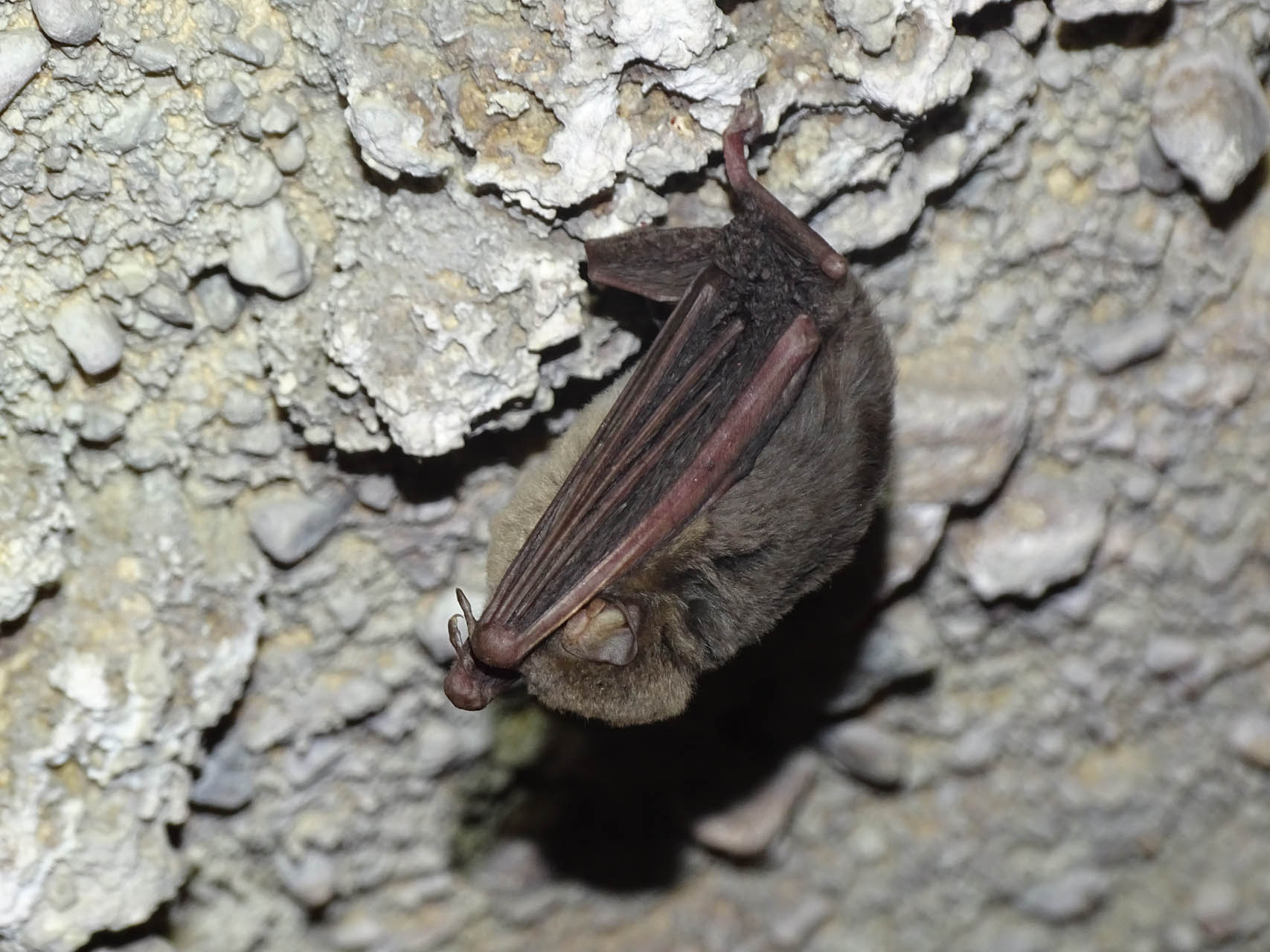 Miniopterus sp.