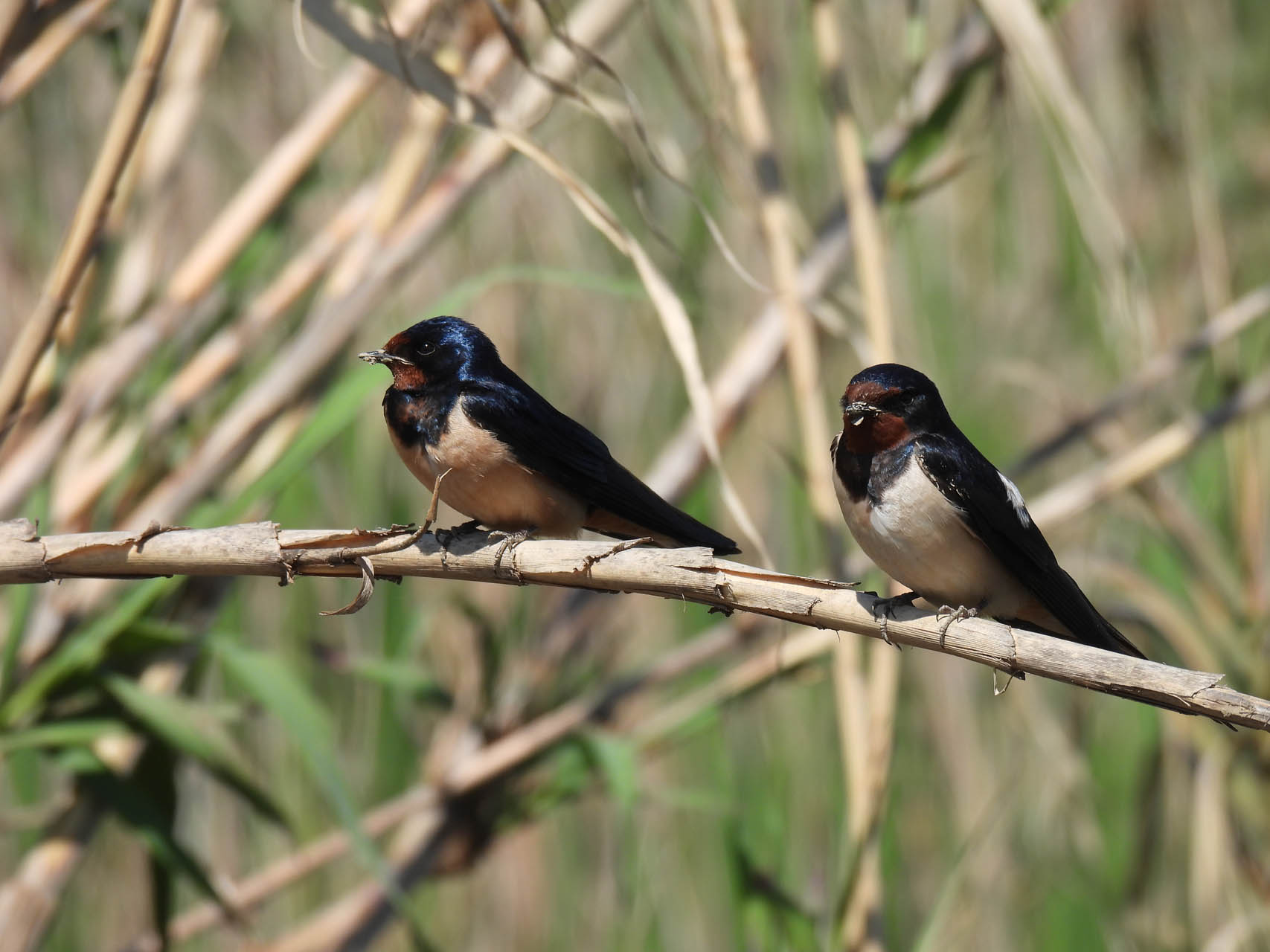 Hirundo rustica