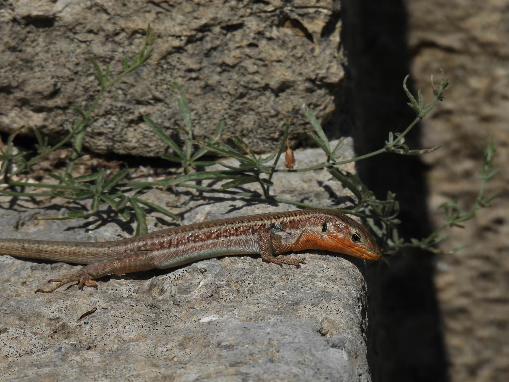 Podarcis peloponnesiacus