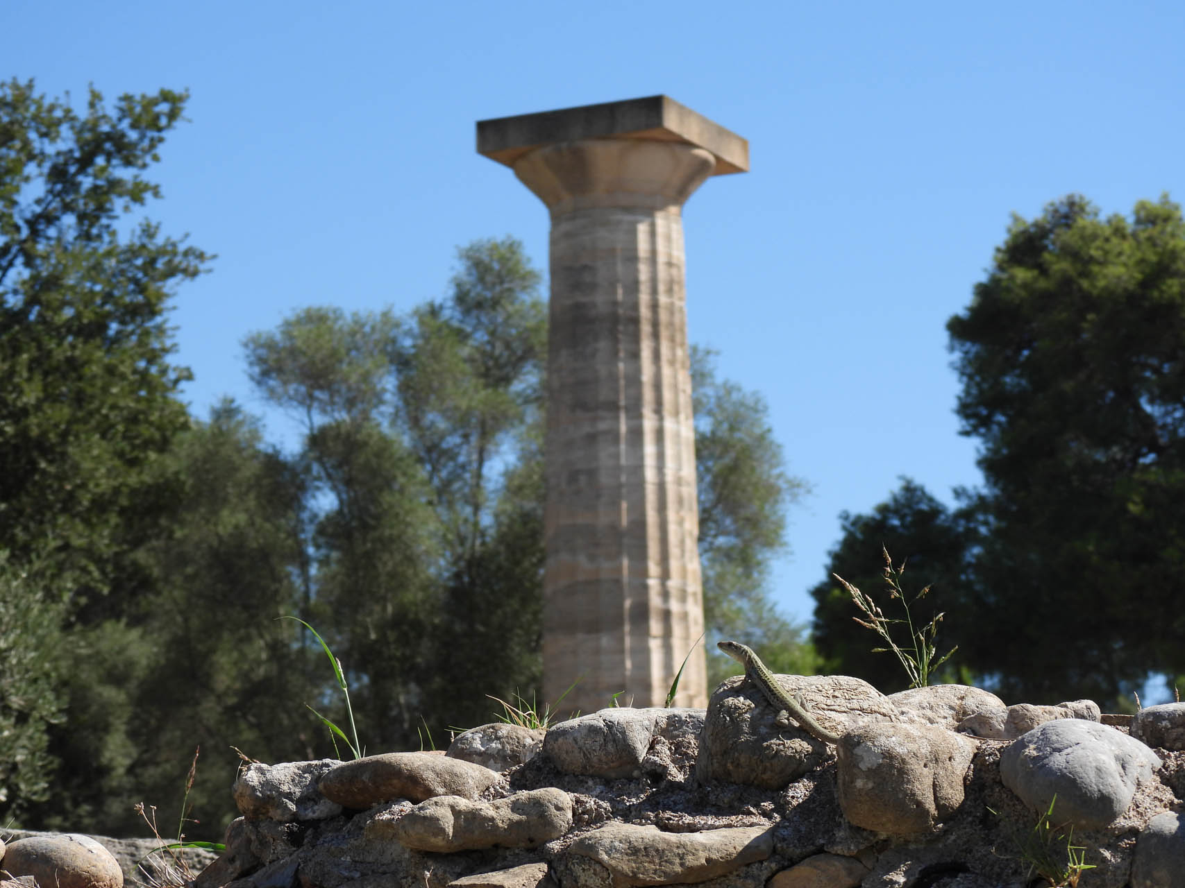 Podarcis peloponnesiacus