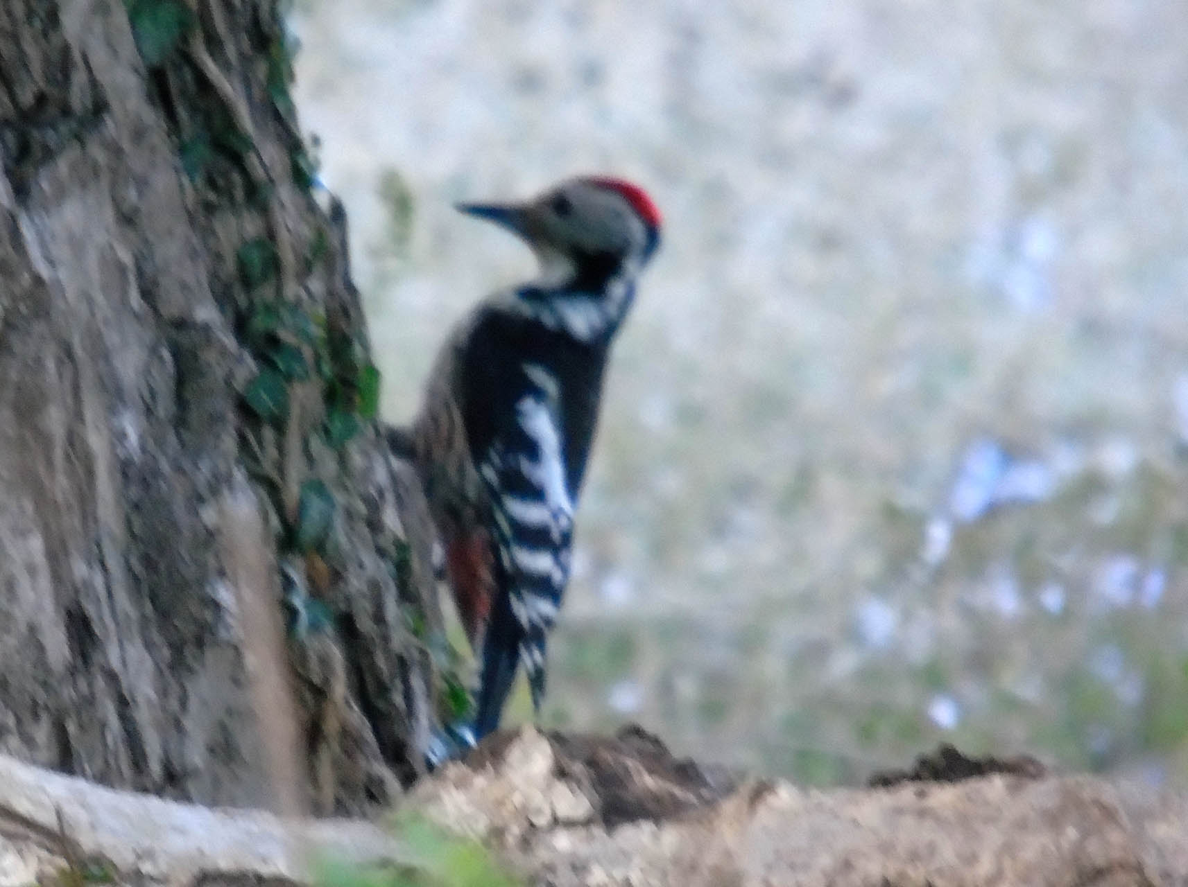 Dendrocoptes medius