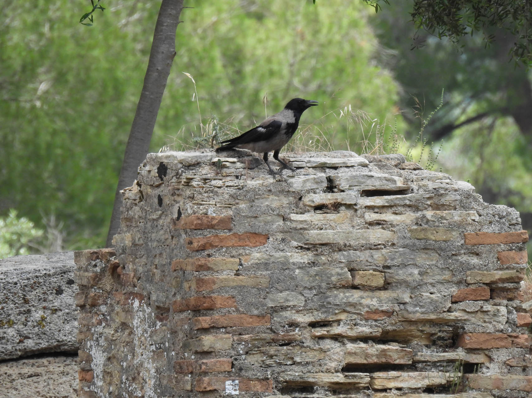 Corvus cornix