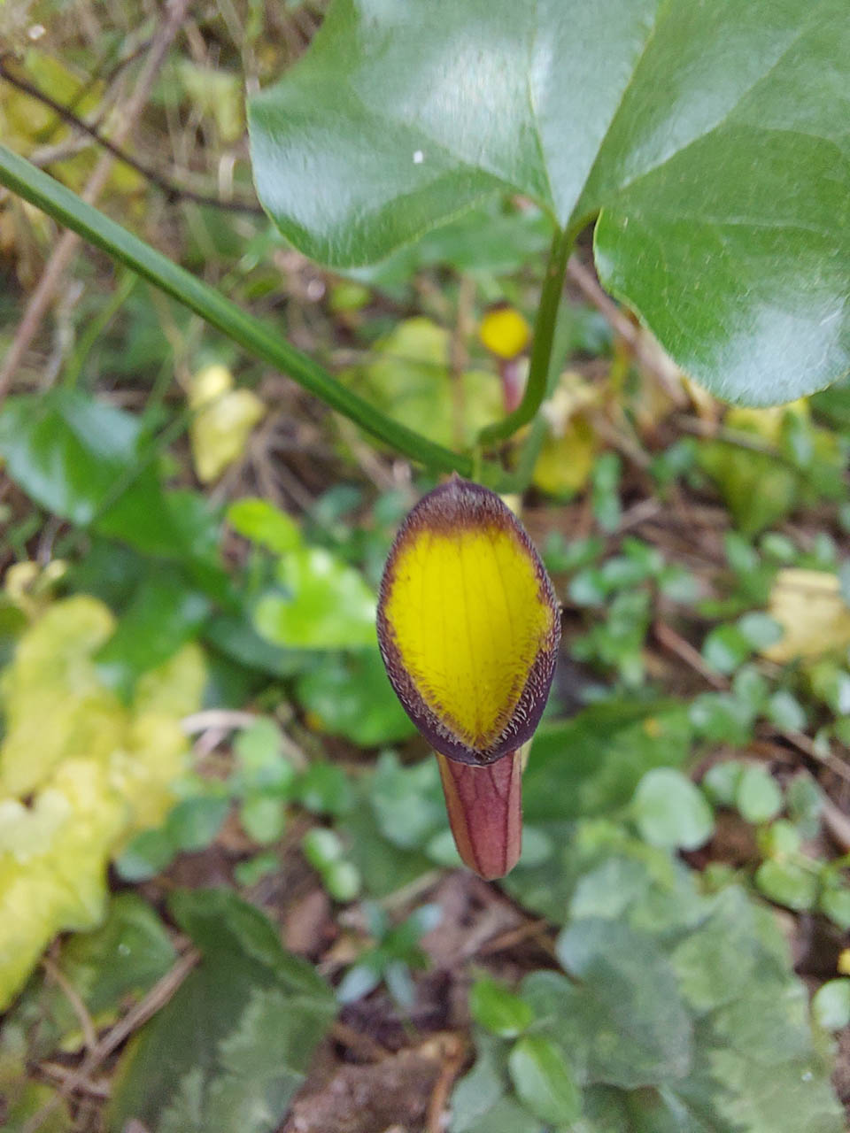 Aristolochia sempervirens
