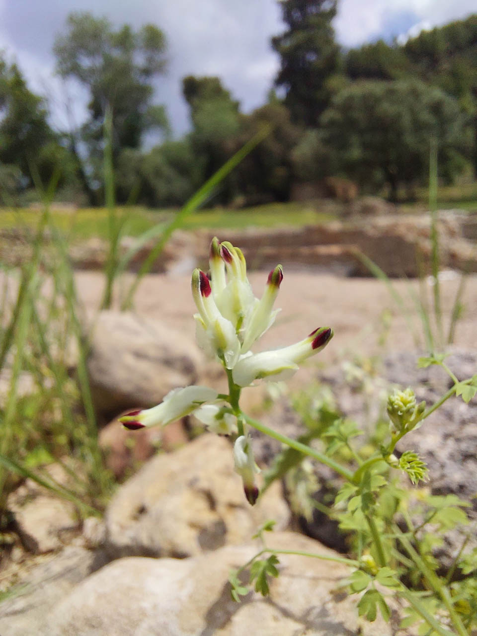Fumaria capreolata