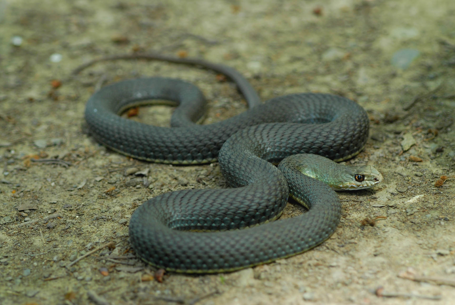 Malpolon insignitus