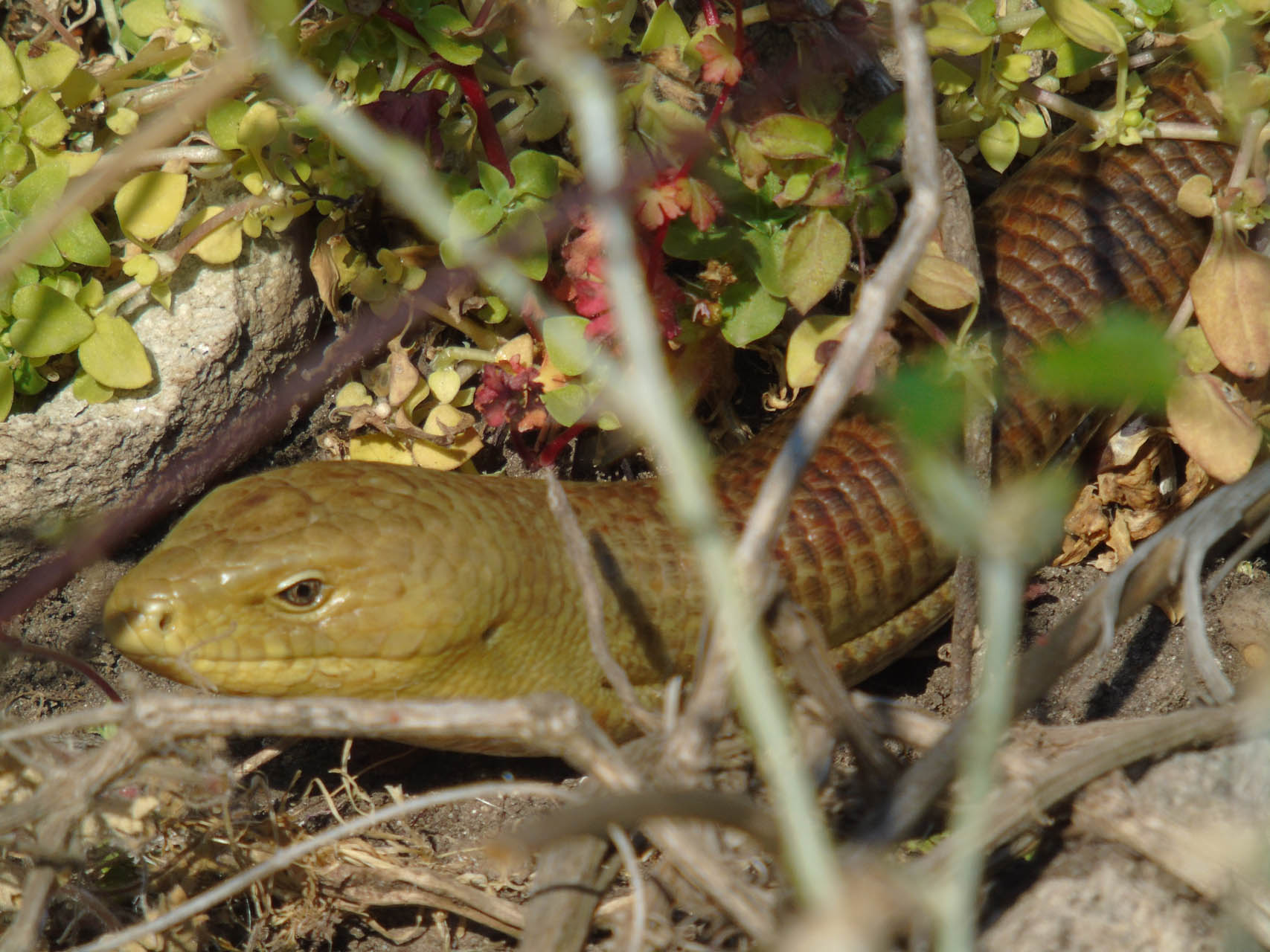Pseudopus apodus