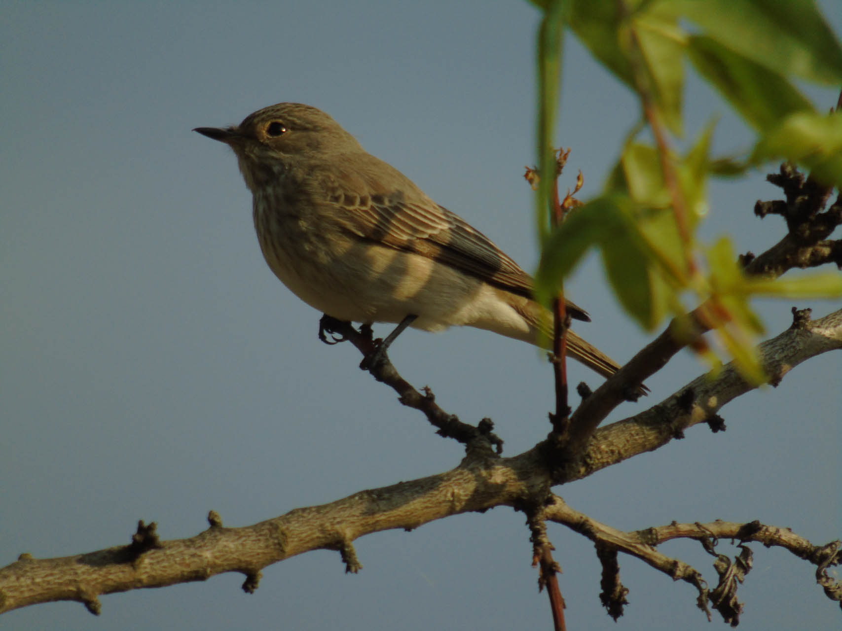 Muscicapa striata