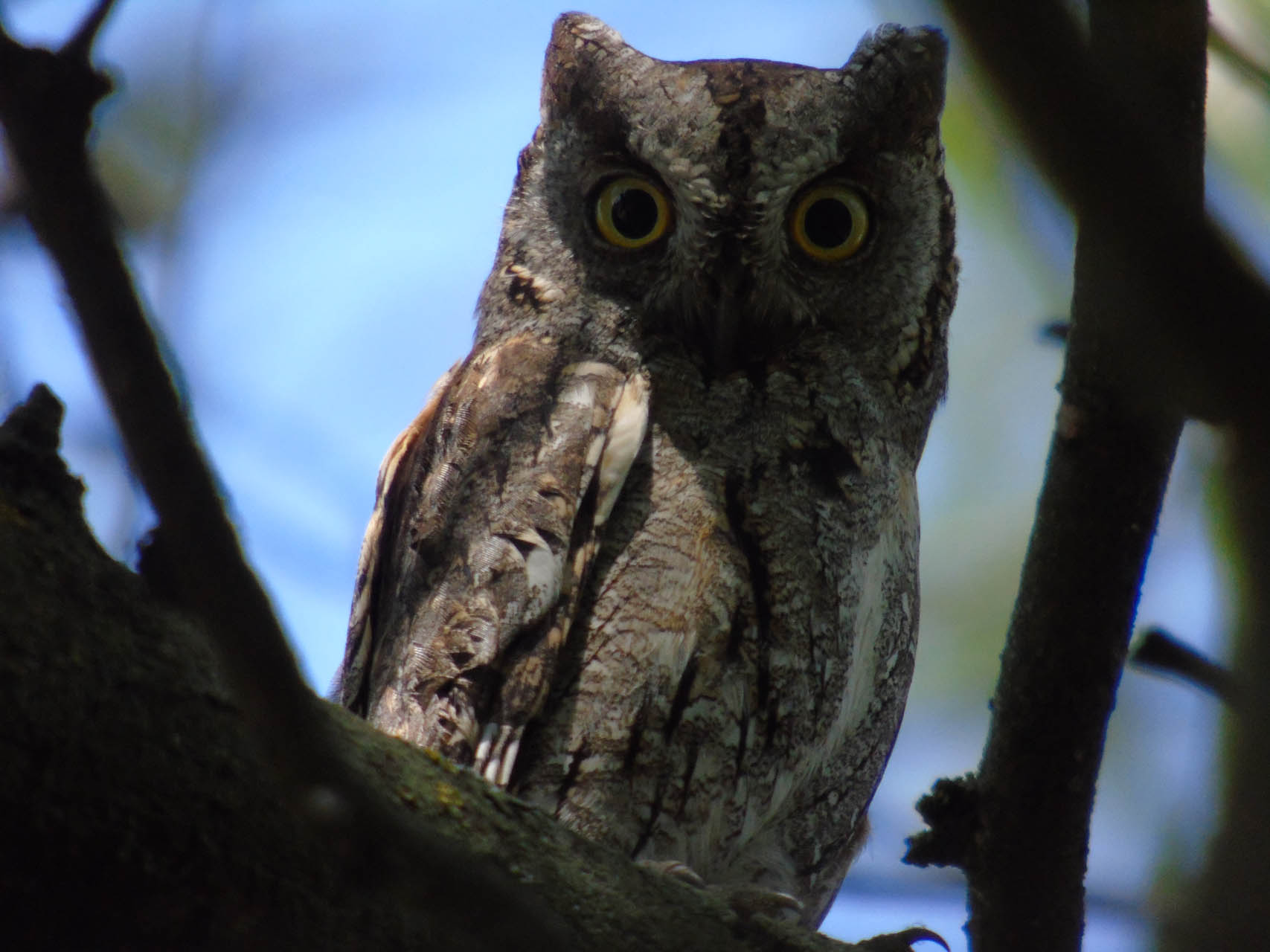 Otus scops