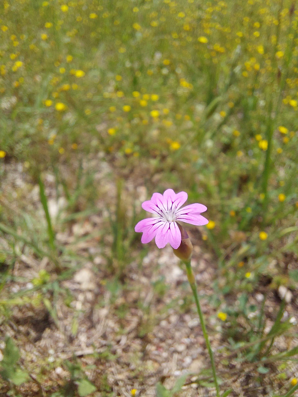 Petrorhagia dubia 