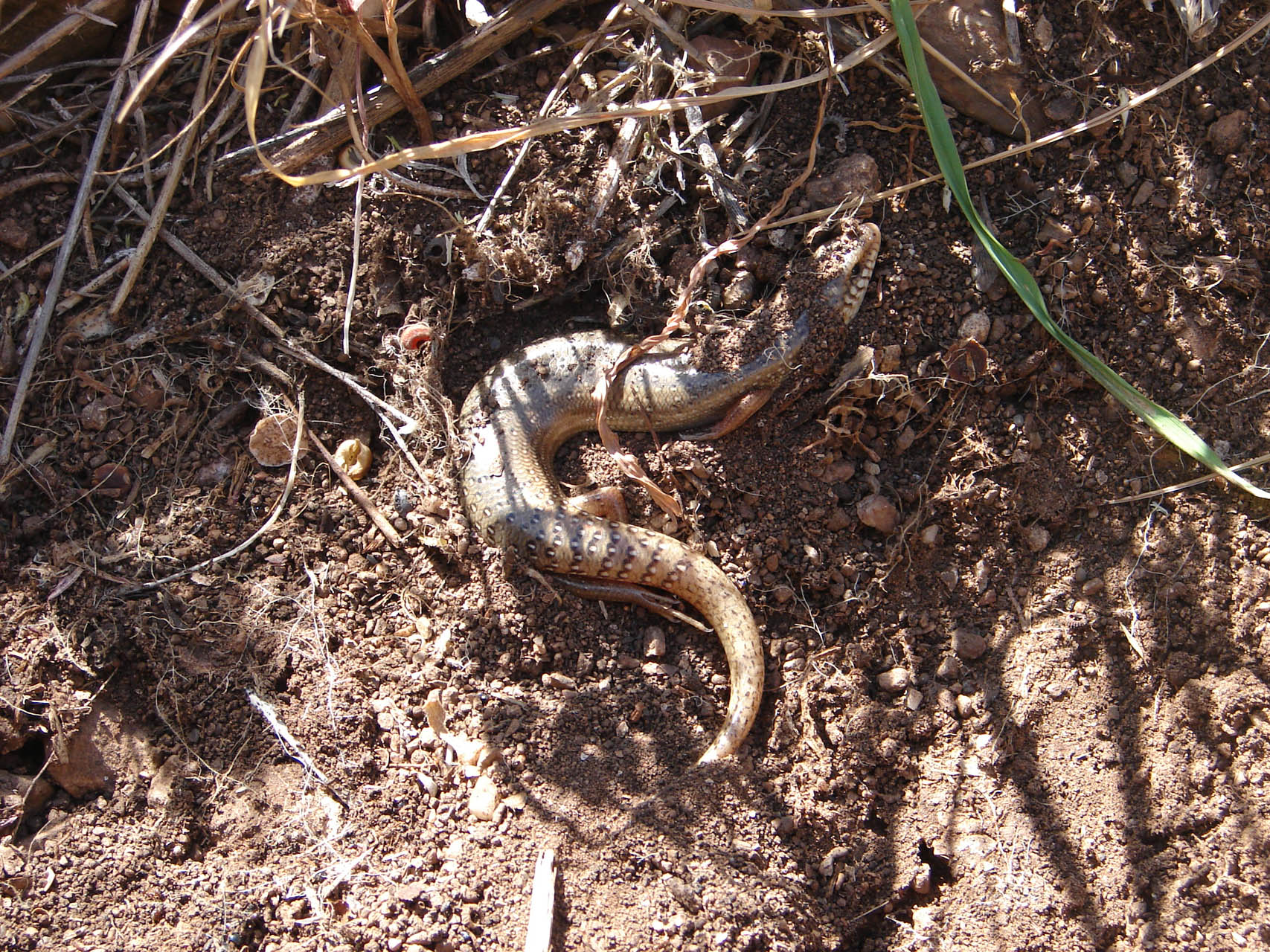 Chalcides ocellatus