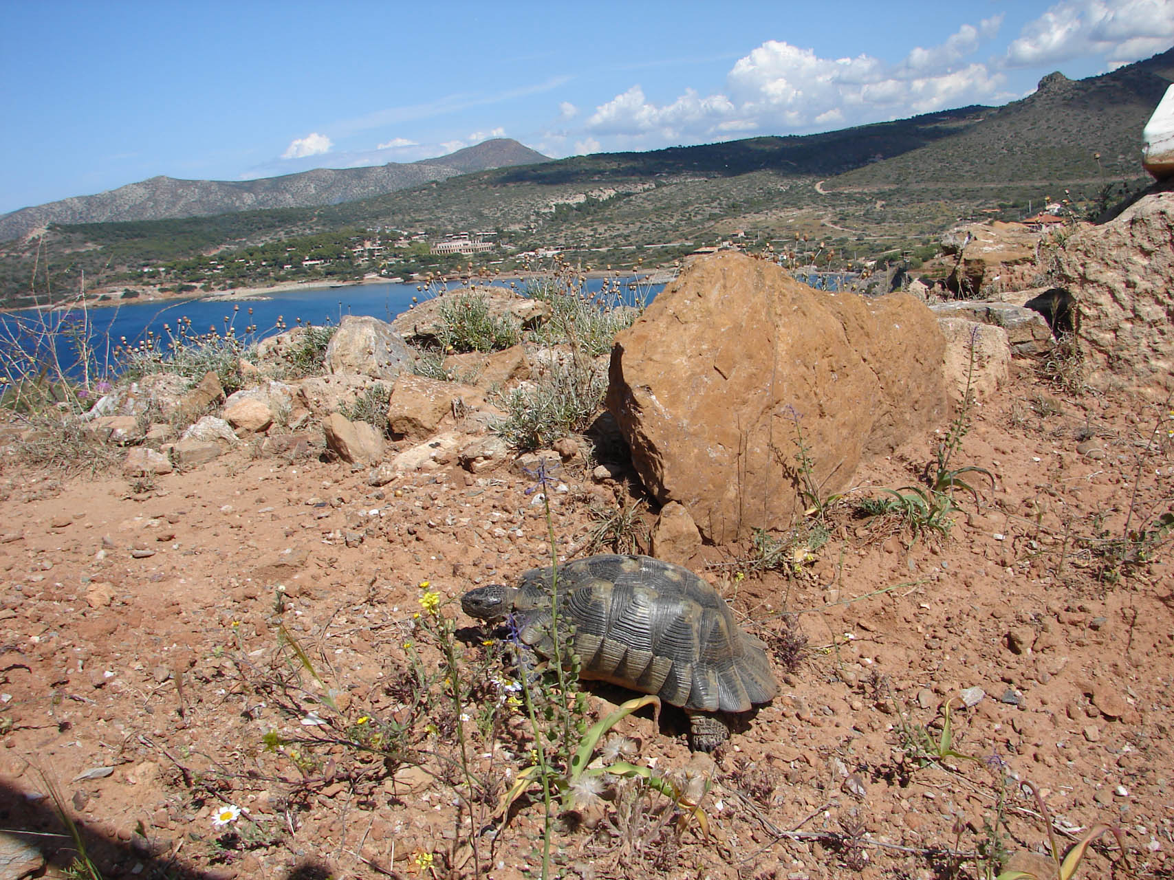  Testudo marginata