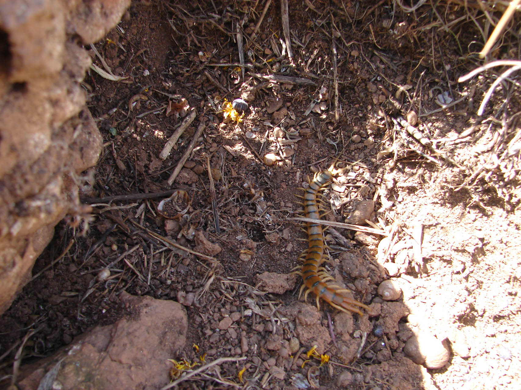Scolopendra cingulata