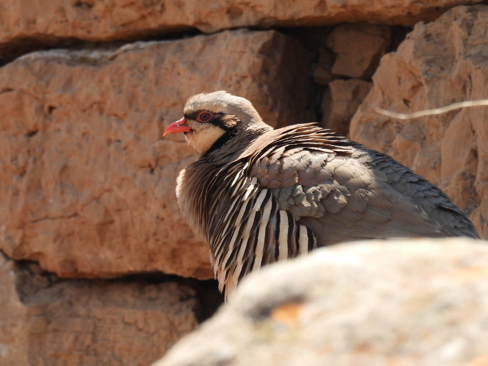 Alectoris chukar