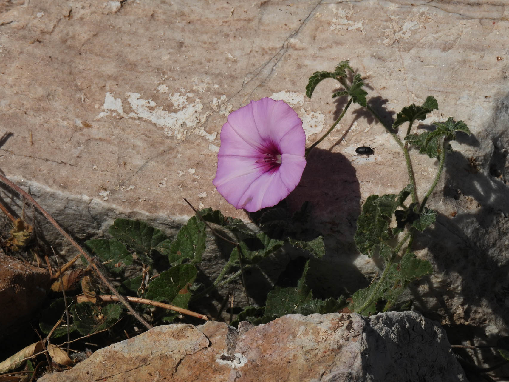 Convolvulus altheoides