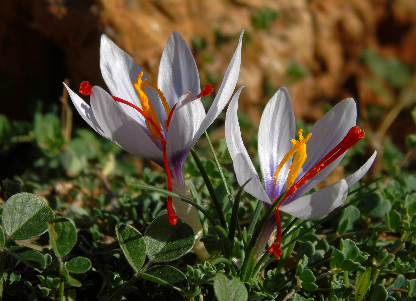 Crocus cartwrightianus