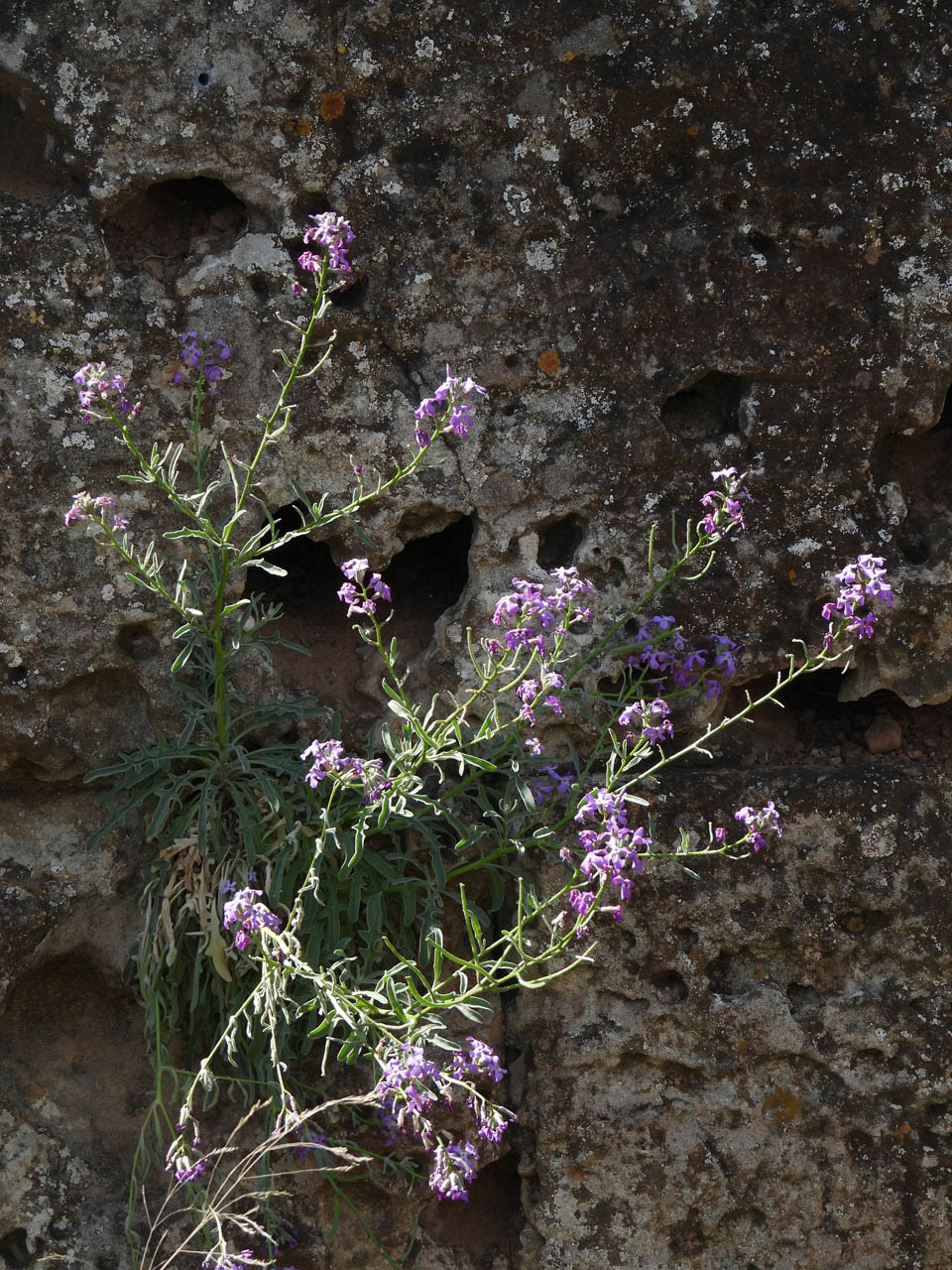 Matthiola sinuata