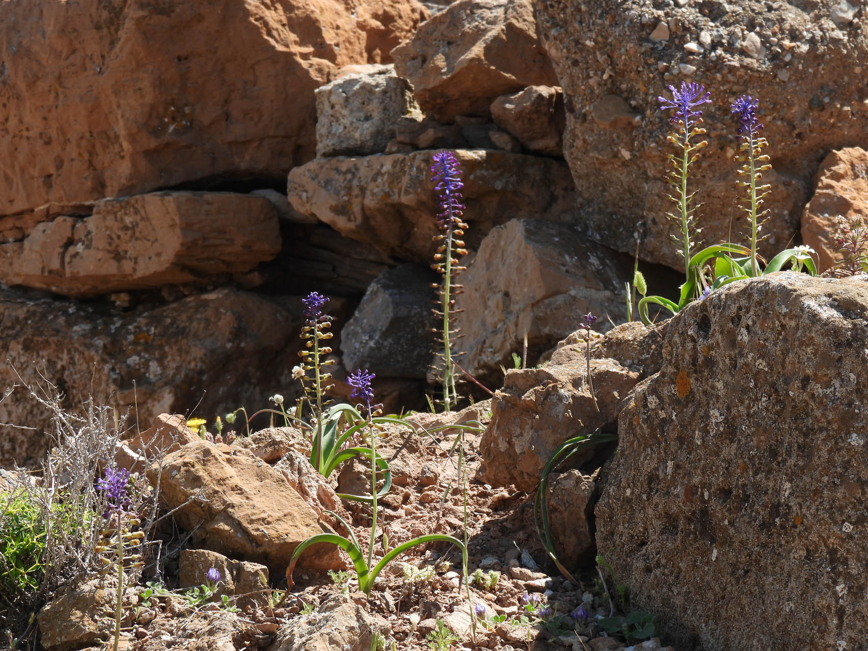 Muscari comosum