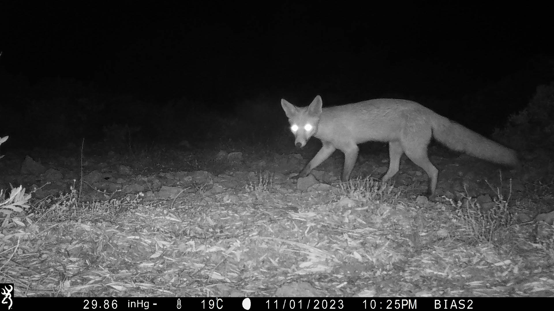 Vulpes vulpes