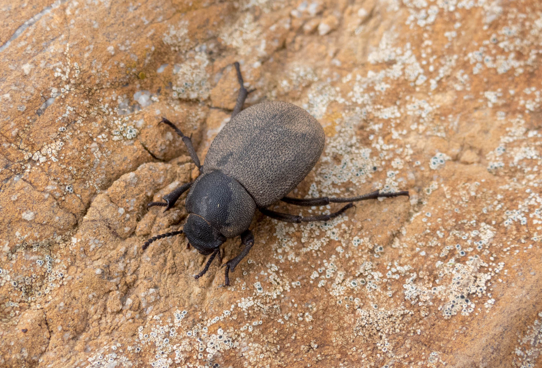 Graecopachys quadricollis