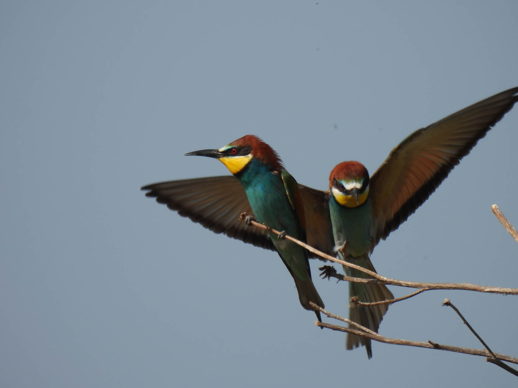 Merops apiaster