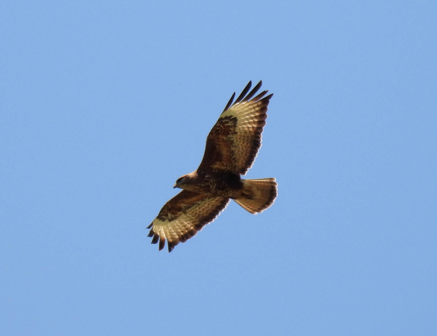 Buteo buteo