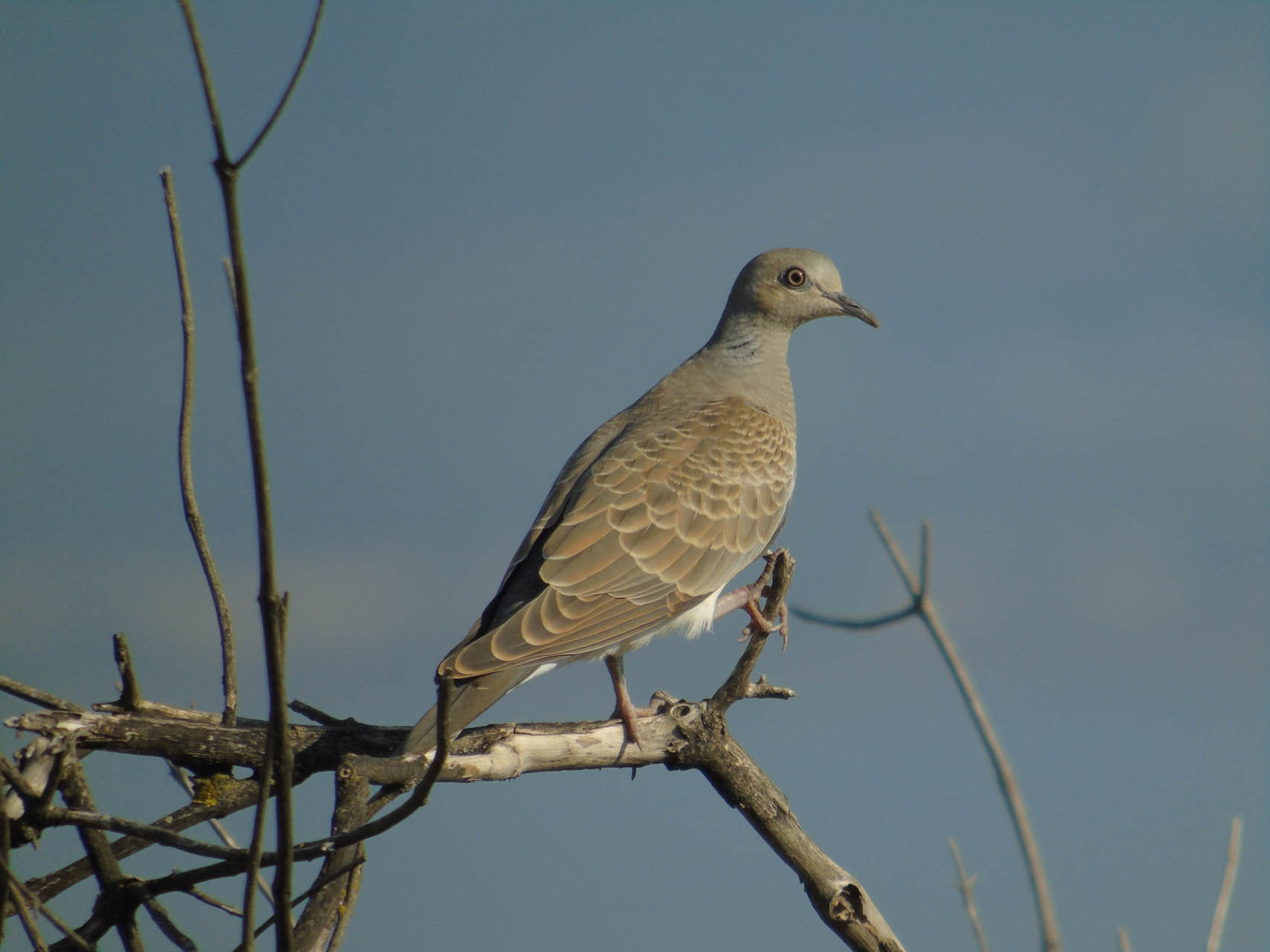 Streptopelia turtur