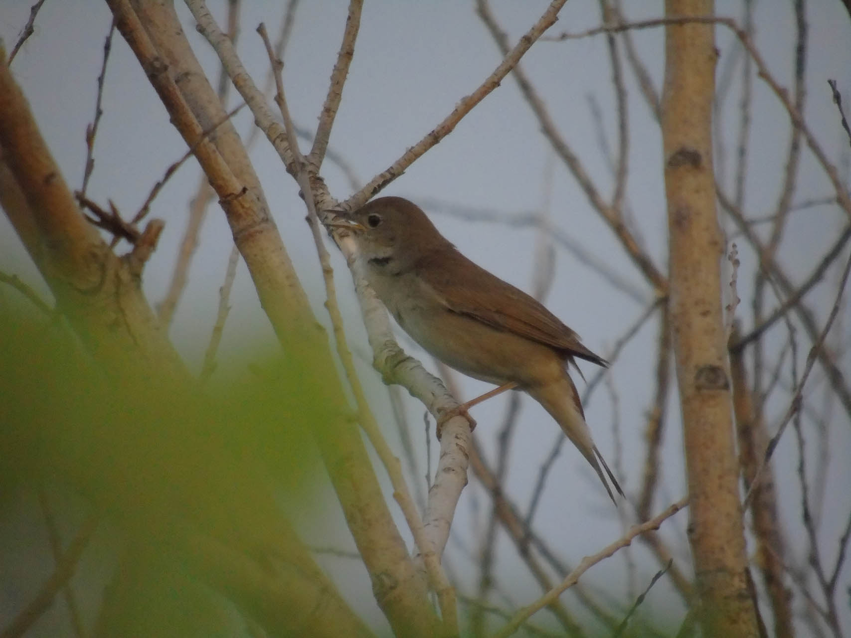Luscinia megarhynchos