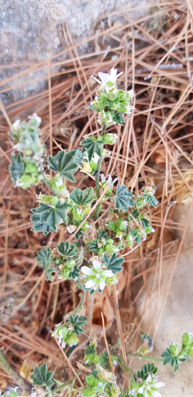 Malva nicaensis