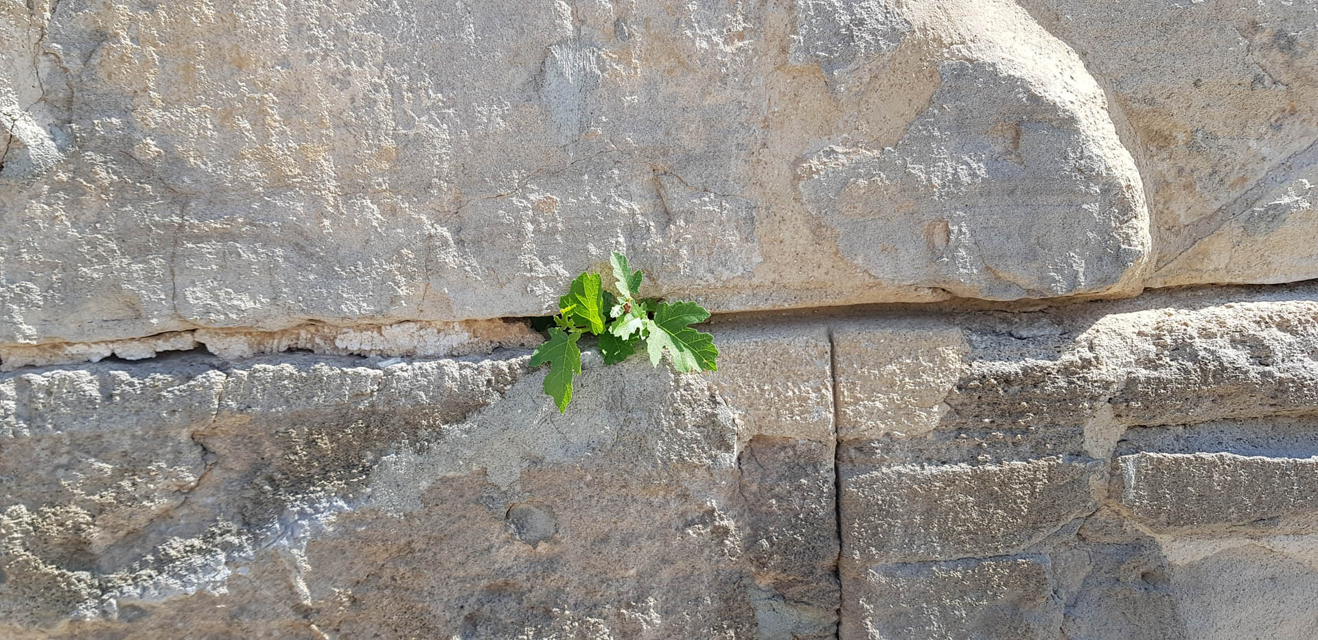 Ficus carica